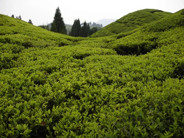 Darjeeling First Flush Gopaldhara Tea - Image 4
